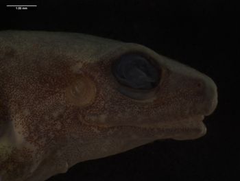 Media type: image;   Herpetology A-139083
